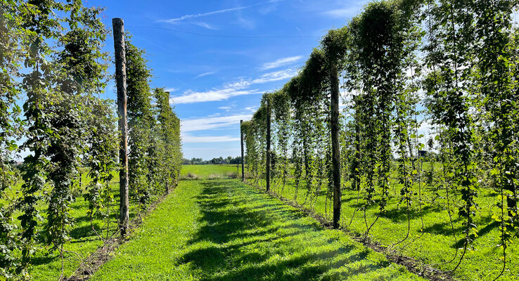 Netherlands: Why not grow hops?