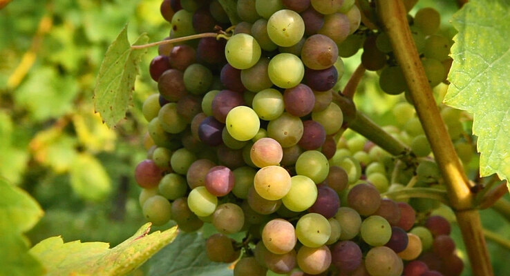 Hof te Dieren Wine Estate