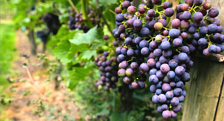 Aan de Breede Beek Wine Estate