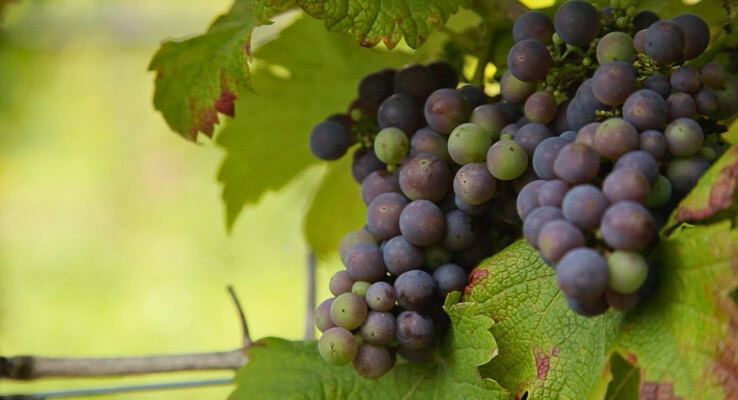Dassemus Wine Estate