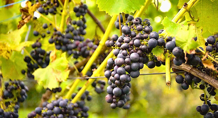 De Reestlandhoeve Wine Estate