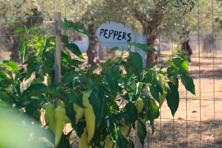 Vegetable garden at Agrikies Country Retreat