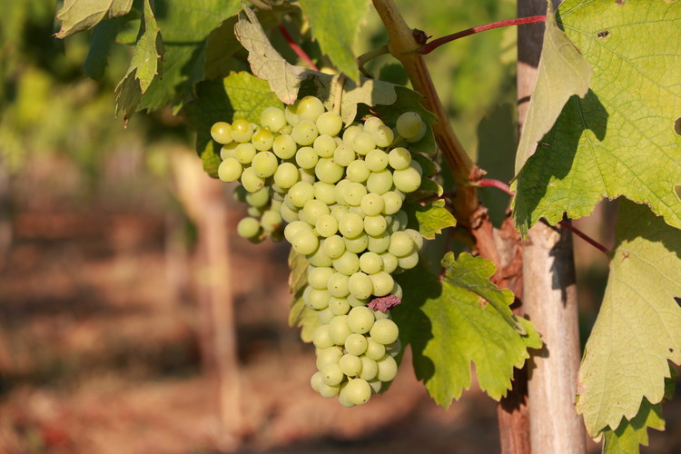 Sauvignon Blanc grapes at Domaine Dereskos
