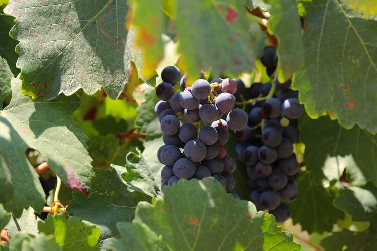 Avgoustiatis grape variety