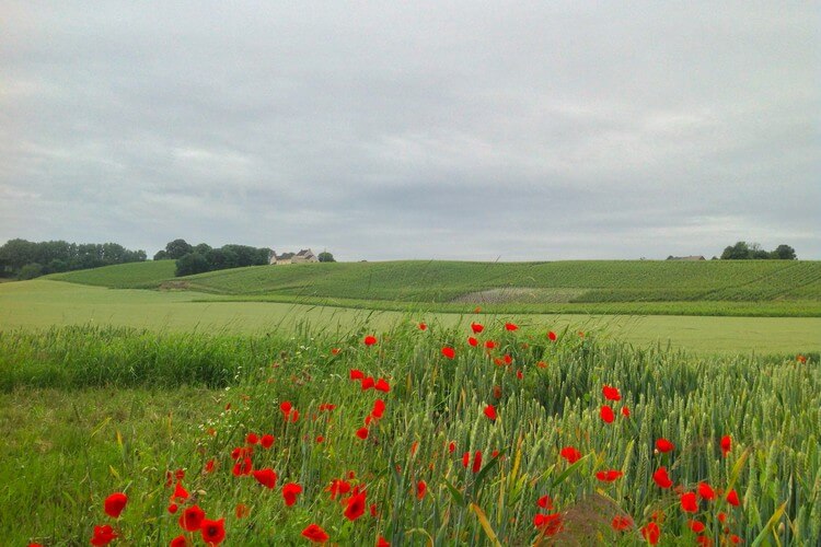 Vineyards of Dutch winery Wijngaard Apostelhoeve, located right outside Maastricht.