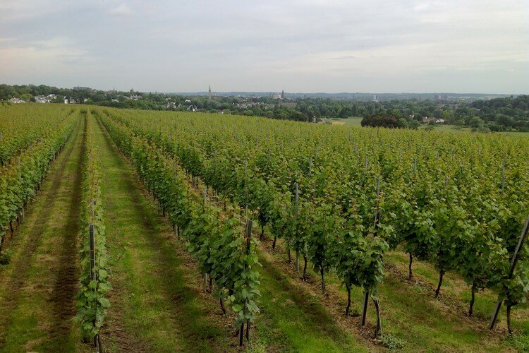 Vineyards of Wijngaard Apostelhoeve near Maastricht