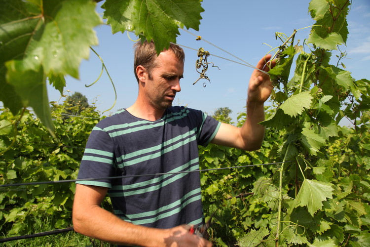 Winemaker Ron Langeveld of organic Dutch winery Wijngaard Dassemus