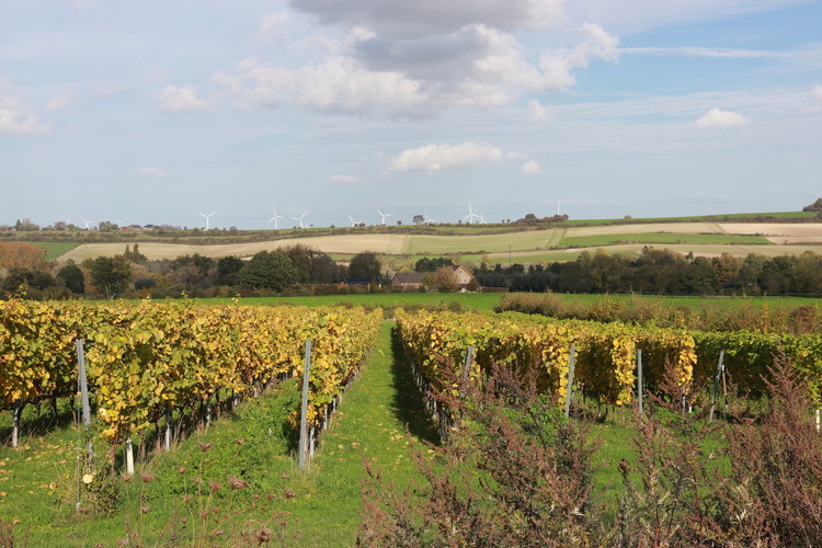 View over the vineyards of Domein Holset