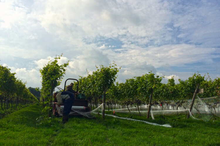 Vineyards of Dutch winery Wijngoed De Reestlandhoeve