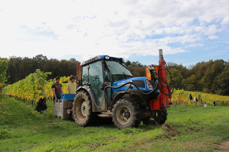 Last day of harvest at Wijngaard St. Martinus in Vijlen