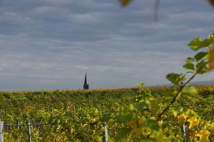 Vineyards of Wijngaard St. Martinus in Vijlen