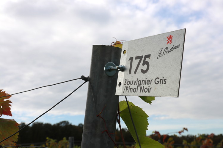 Souvignier Gris and Pinot Noir grape varieties at Wijngaard St. Martinus