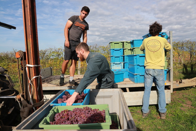 Collecting the grapes on the last day of harvest at Wijngaard St. Martinus