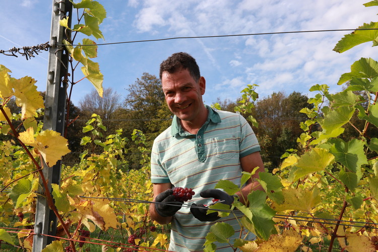 Grape picking at WIjngaard St. Martinus