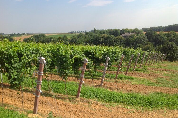 Vineyards in South Limburg, Domein De Wijngaardsberg