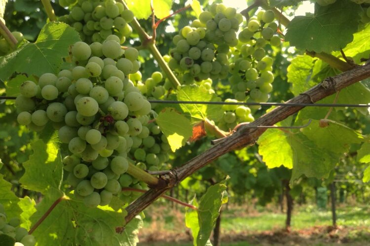 Chardonnay grapes at Domein De Wijngaardsberg